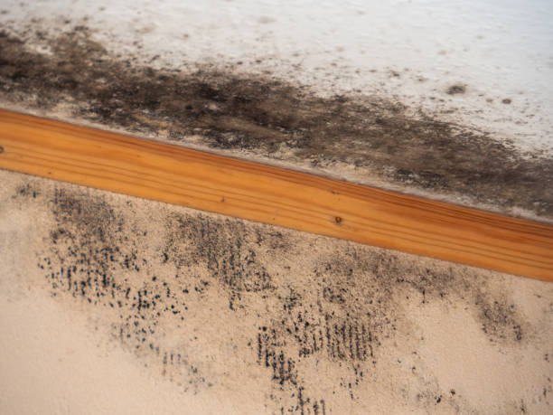 Asbestos and Lead Testing During Mold Inspection in Stanley, NC