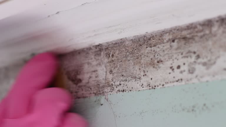 Best Mold Remediation for Healthcare Facilities  in Stanley, NC